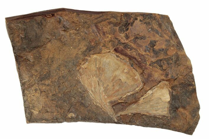 Two Fossil Ginkgo Leaves From North Dakota - Paleocene #189047